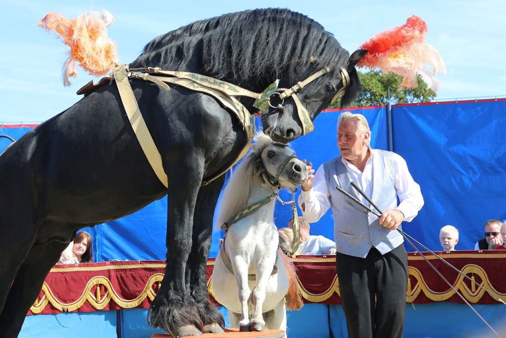 Cirkus Trapez fredag