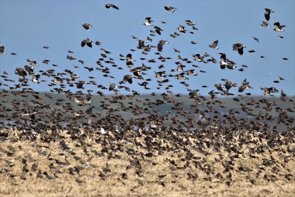 Vadehavet - Natur i verdensklasse. Foredrag på Bovbjerg Fyr