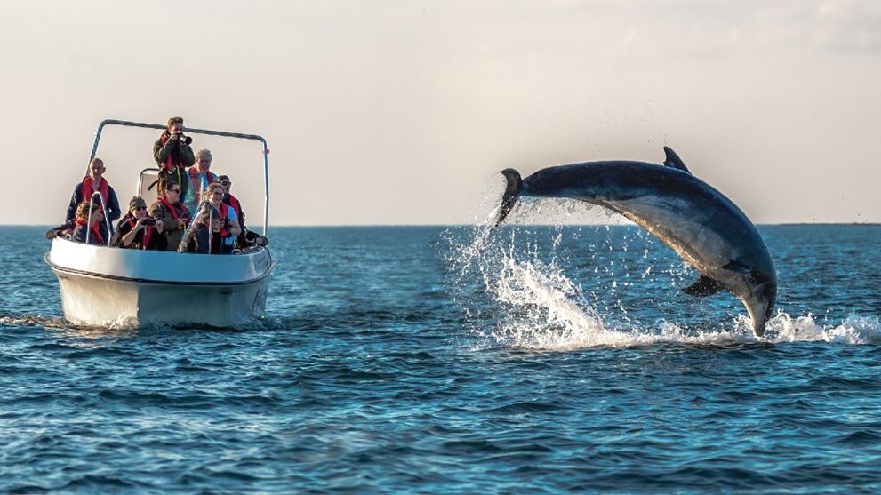 Sælsafari og delfinsafari med båd