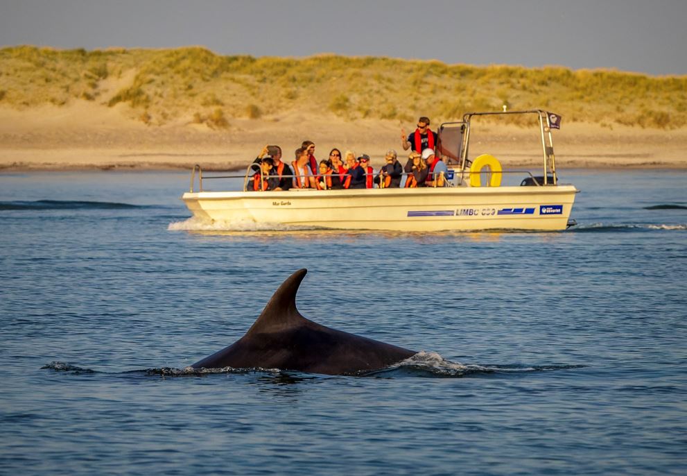 Delfinsafari med Jyllandsakvariet i Påsken 28/3