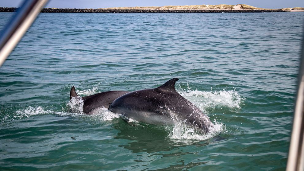 Delfinsafari i Limfjorden 2024 - Uge 29