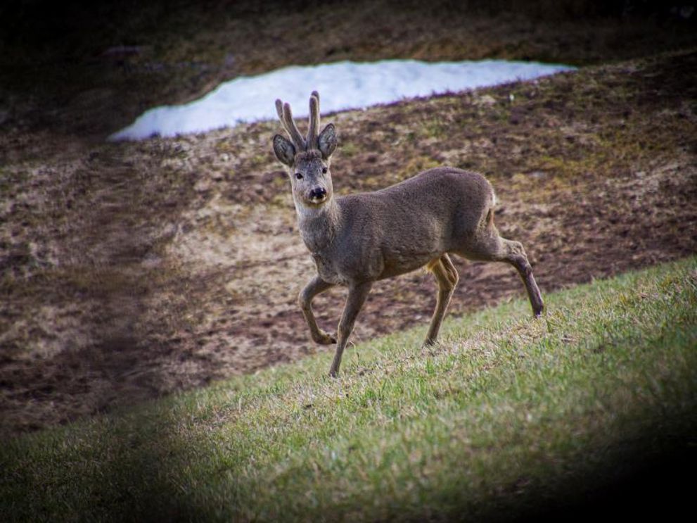 Bliv klogere på jagt og dyreliv