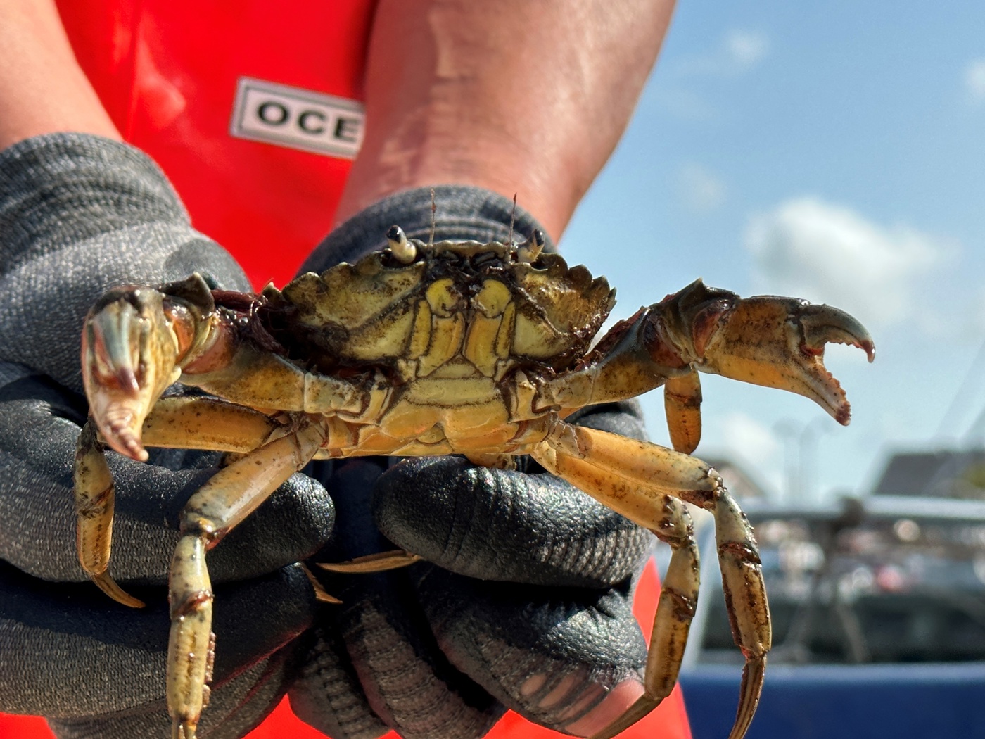 Krabbenfestival 2025