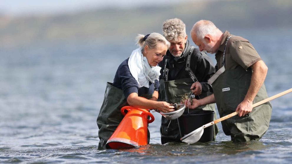 Østersafari i Limfjorden