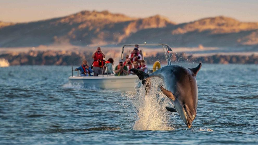 Sælsafari og delfinsafari i sommerferien