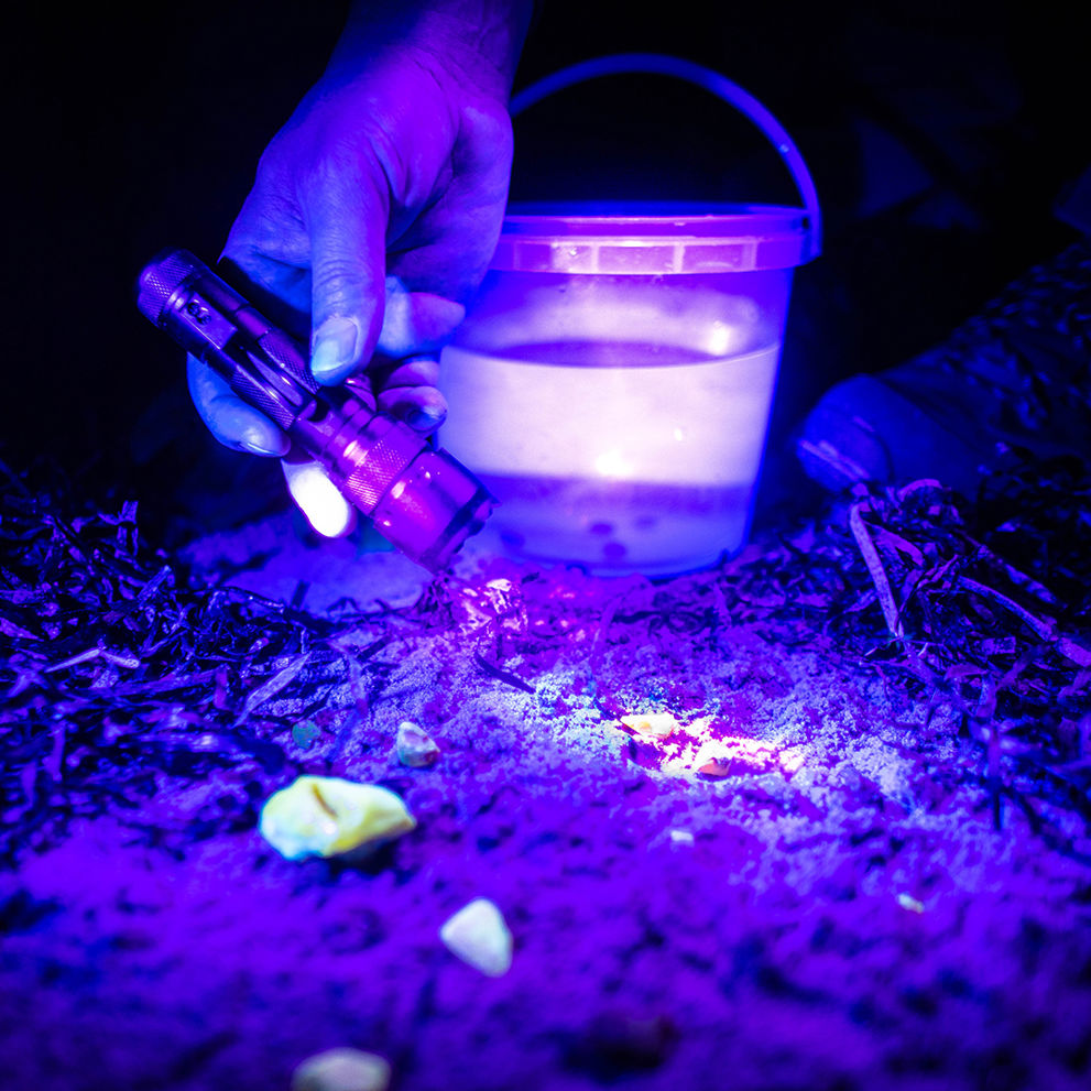 Ravsafari i mørket hos Jyllandsakvariet i Thyborøn