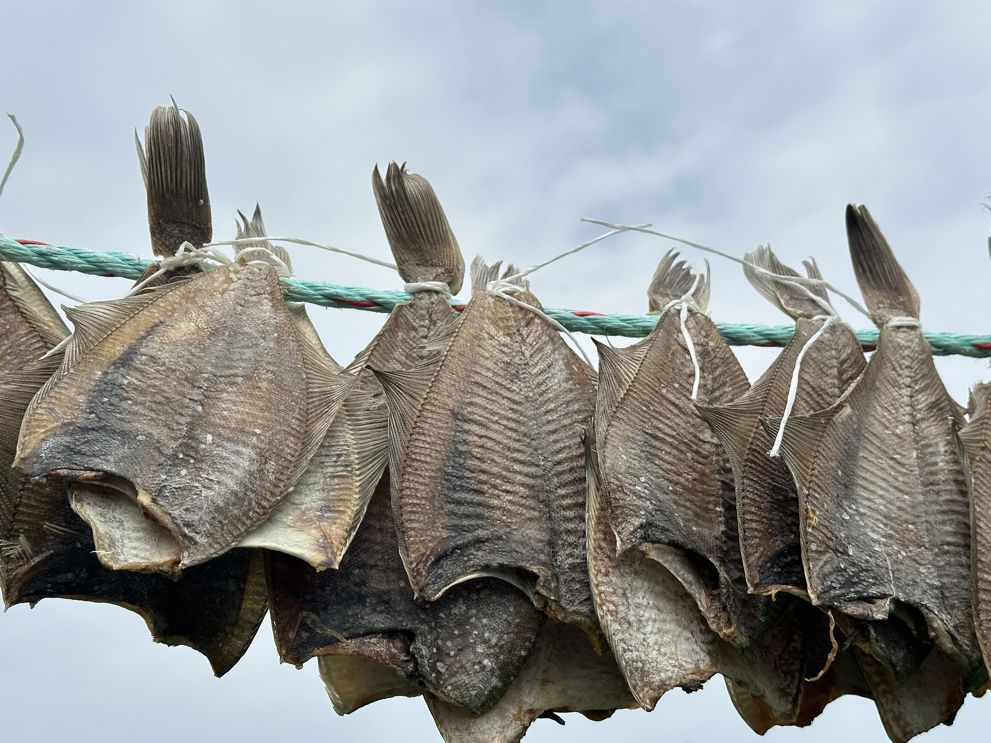 Fiskedag i Thyborøn 2025