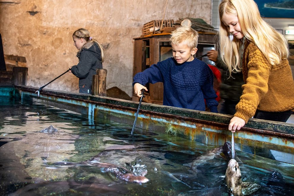 Hajfodring i Jyllandsakvariet i påsken