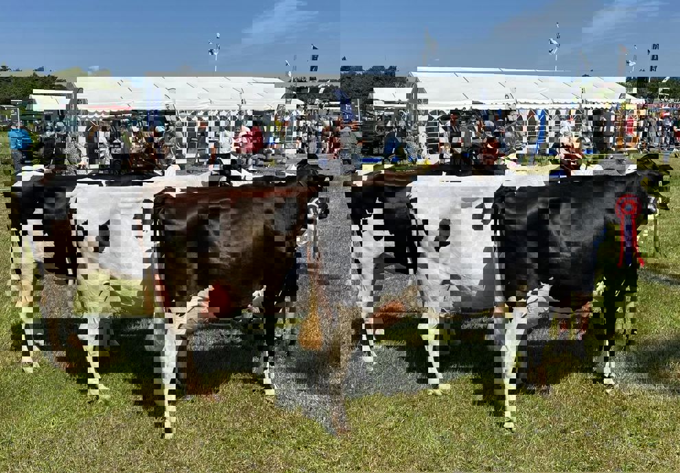 Lemvig Marked & Dyrskue